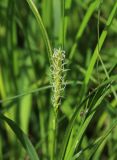 Carex hirta. Пестичное соцветие. Москва, Измайловский парк, луг в пойме р. Серебрянки. 12.06.2017.