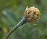 Psephellus sibiricus. Нераспустившееся соцветие. Башкортостан, долина р. Юрюзань ниже г. Усть-Катав, вершина Жеребчикова гребня, разреженный смешанный лес с преобладанием сосны. 11 июня 2017 г.