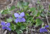 genus Viola