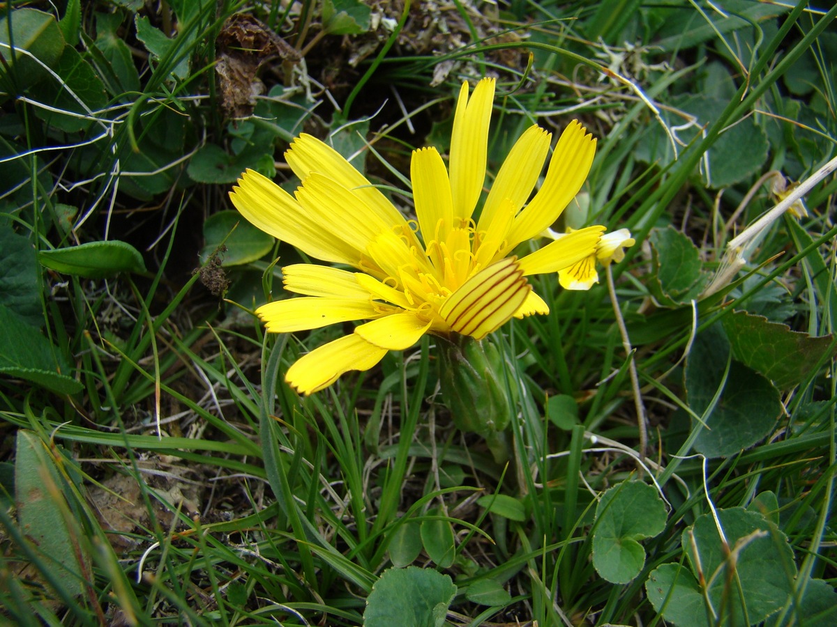 Image of Scorzonera subacaulis specimen.