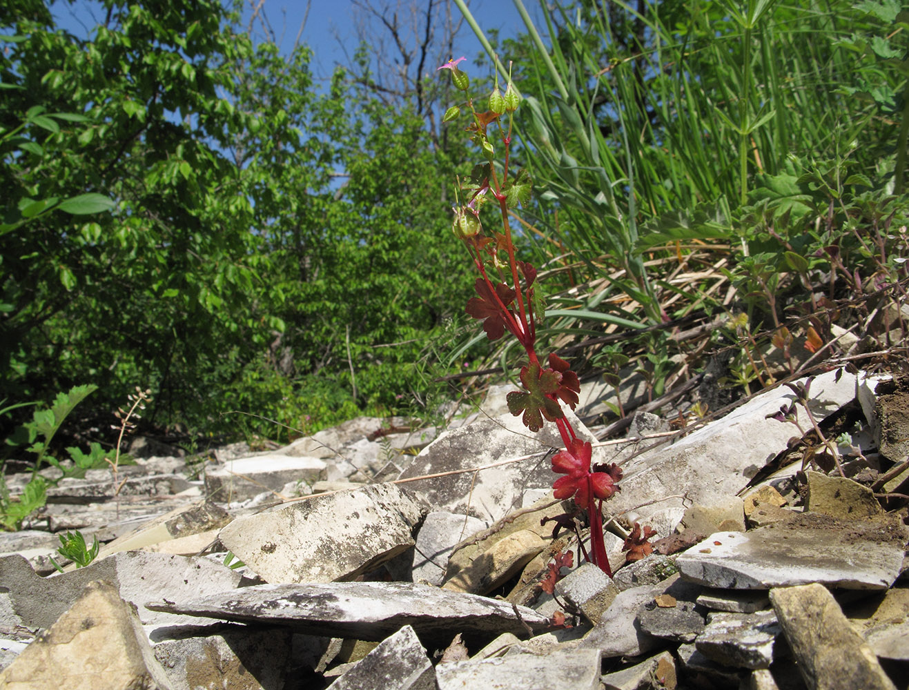 Image of Geranium lucidum specimen.