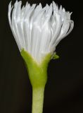 Glottiphyllum linguiforme