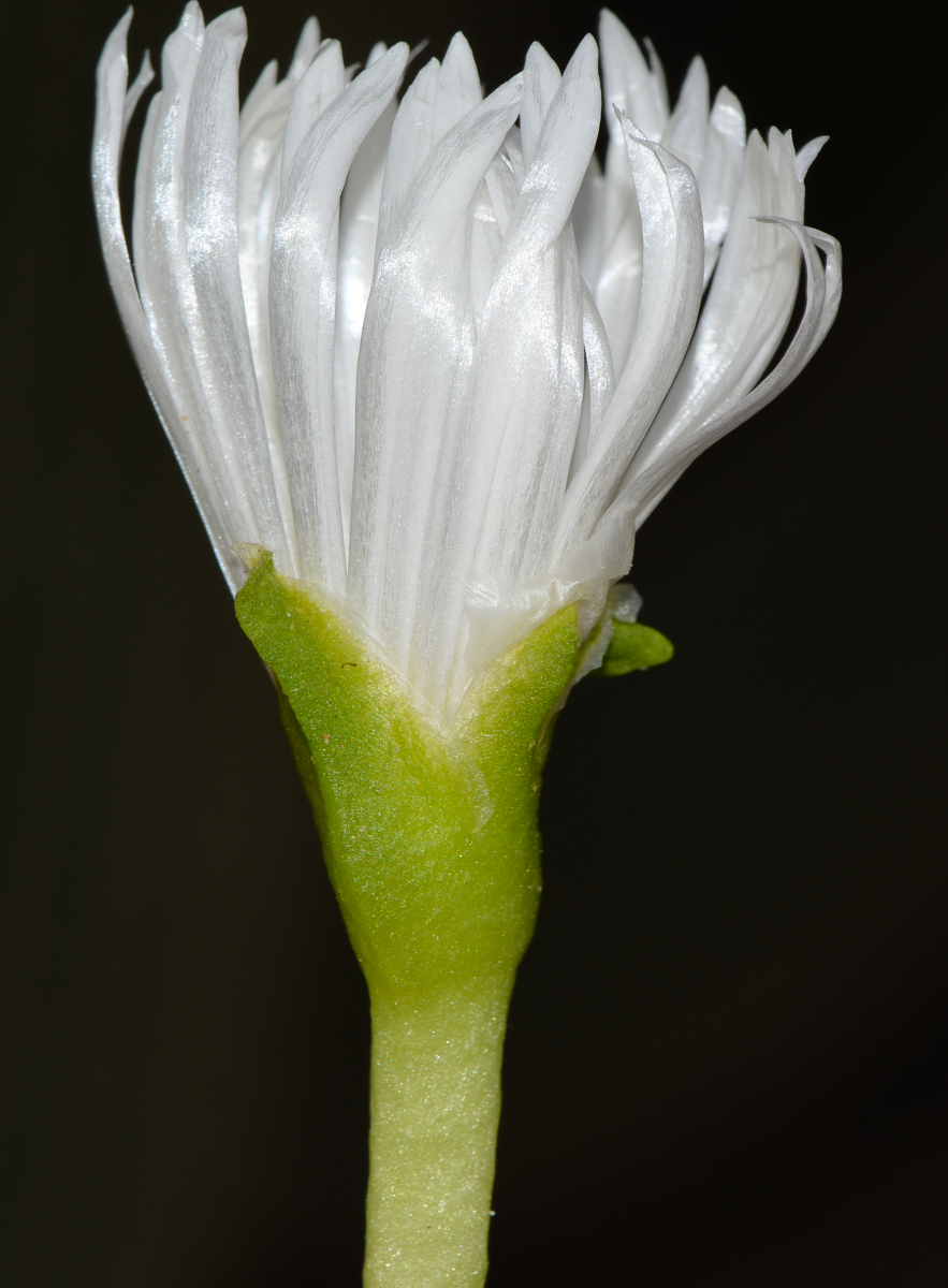 Изображение особи Glottiphyllum linguiforme.