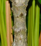 Rhizophora apiculata. Часть ствола. Таиланд, о-в Пхукет, ботанический сад, маленький искусственный водоём. 16.01.2017.