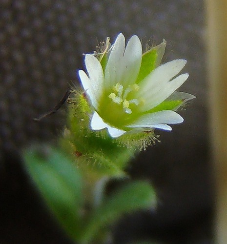 Image of Cerastium glutinosum specimen.