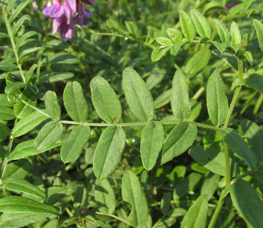 Image of Vicia amoena specimen.