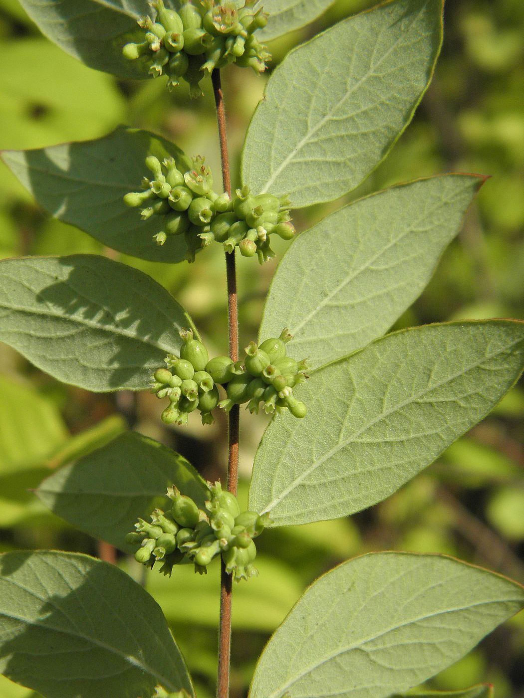 Изображение особи Symphoricarpos orbiculatus.