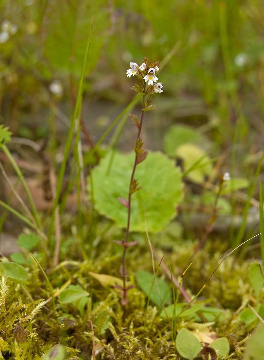 Image of genus Euphrasia specimen.