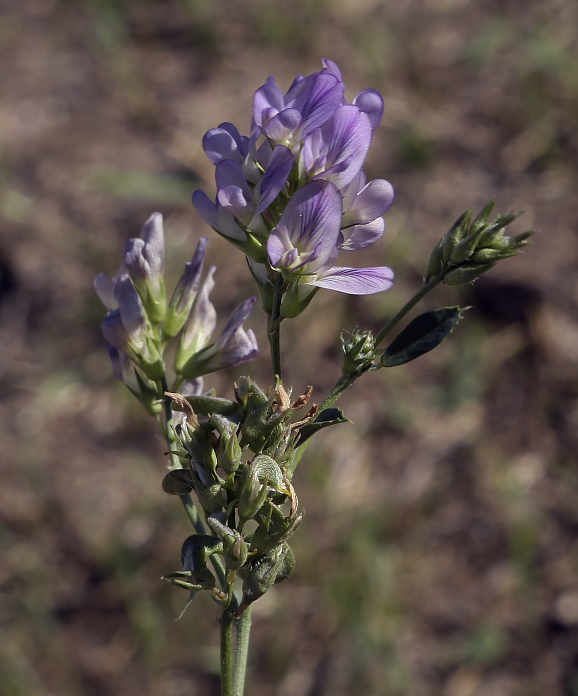 Изображение особи Medicago &times; varia.