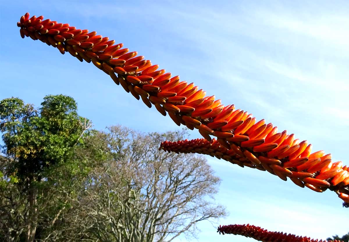 Image of Aloe marlothii specimen.