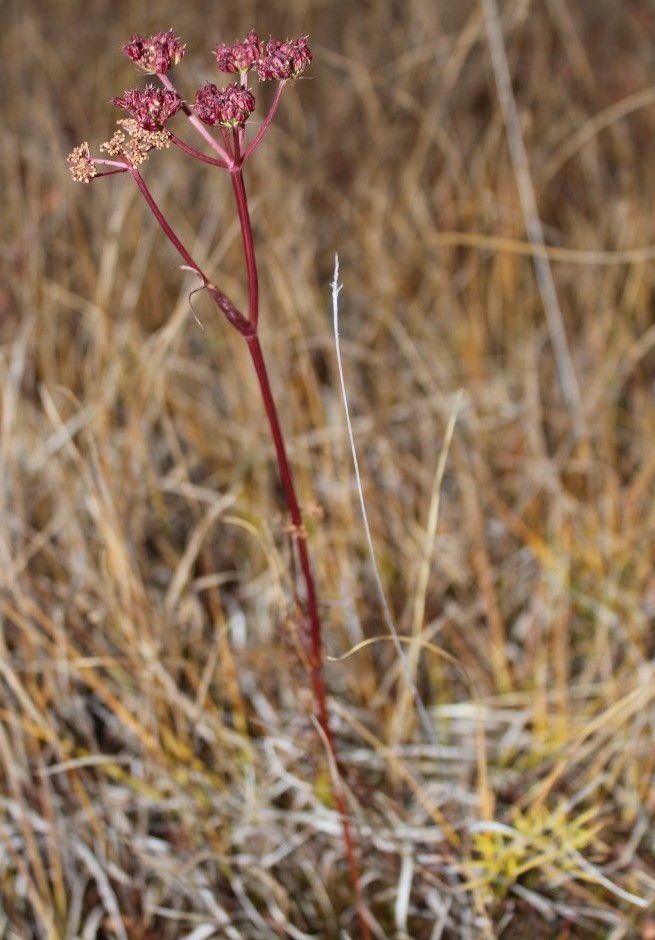 Image of Ostericum tenuifolium specimen.