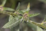 Buglossoides arvensis