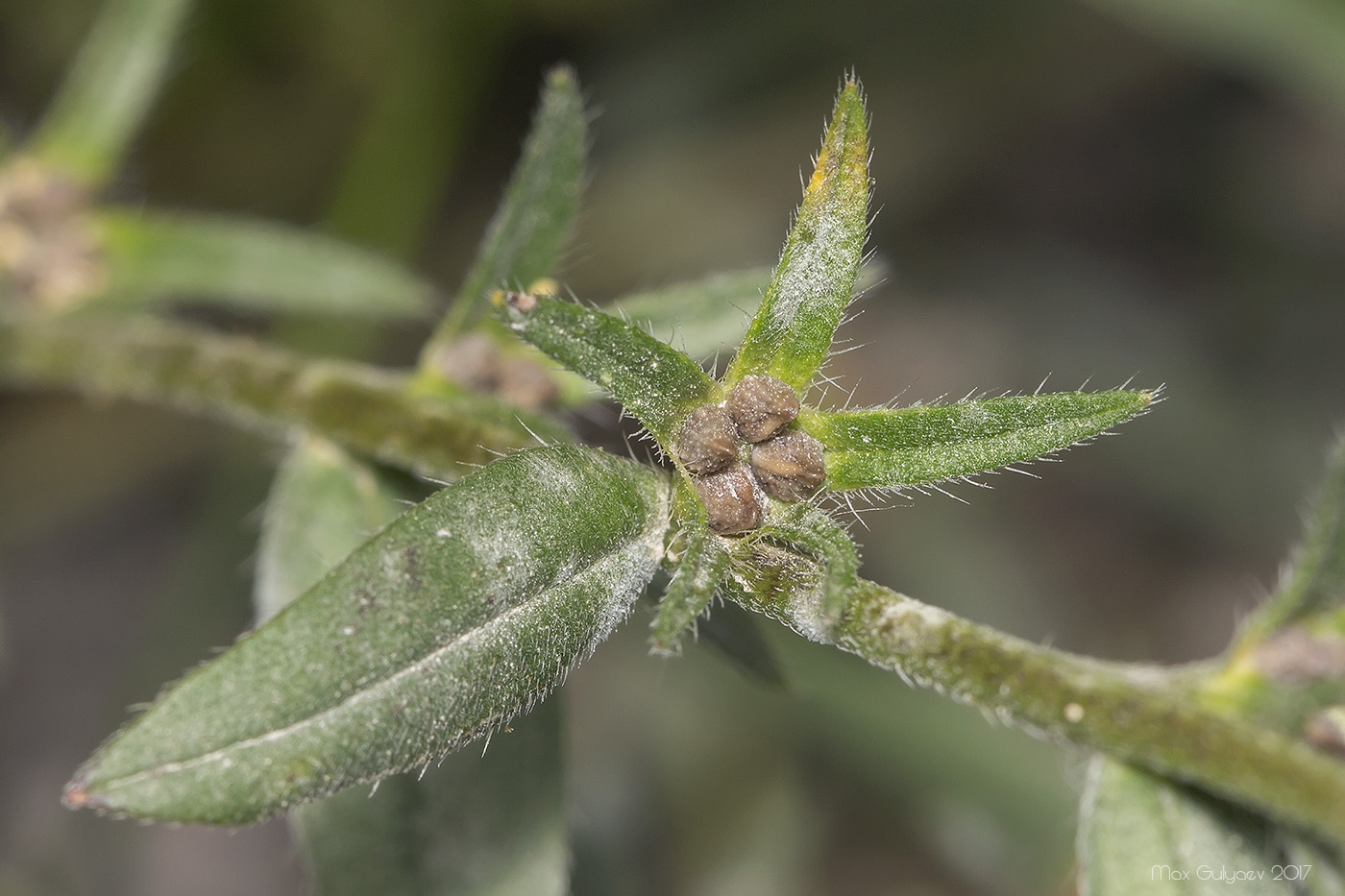 Image of Buglossoides arvensis specimen.