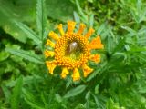 Tagetes erecta