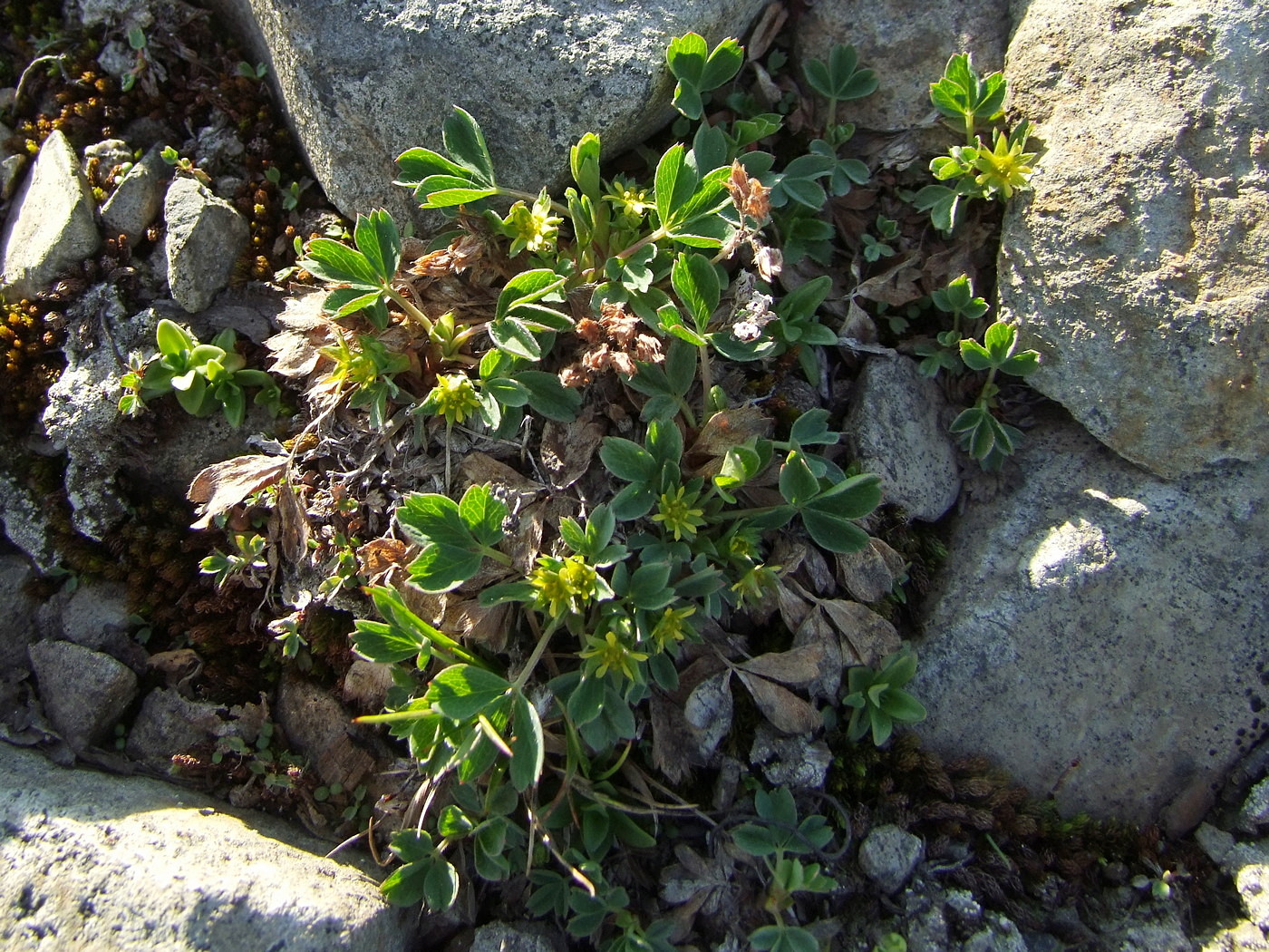 Изображение особи Sibbaldia procumbens.