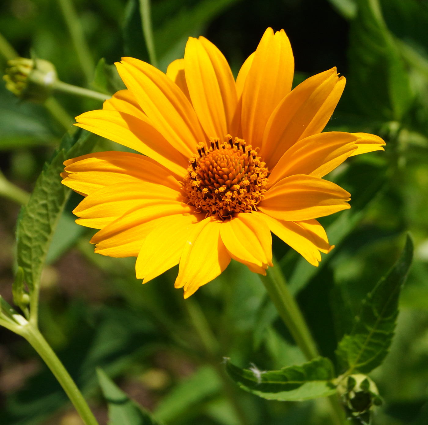 Image of Heliopsis helianthoides ssp. scabra specimen.