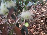 Syzygium jambos. Часть ветви с соцветиями. Австралия, г. Брисбен, в культуре. 16.12.2016.