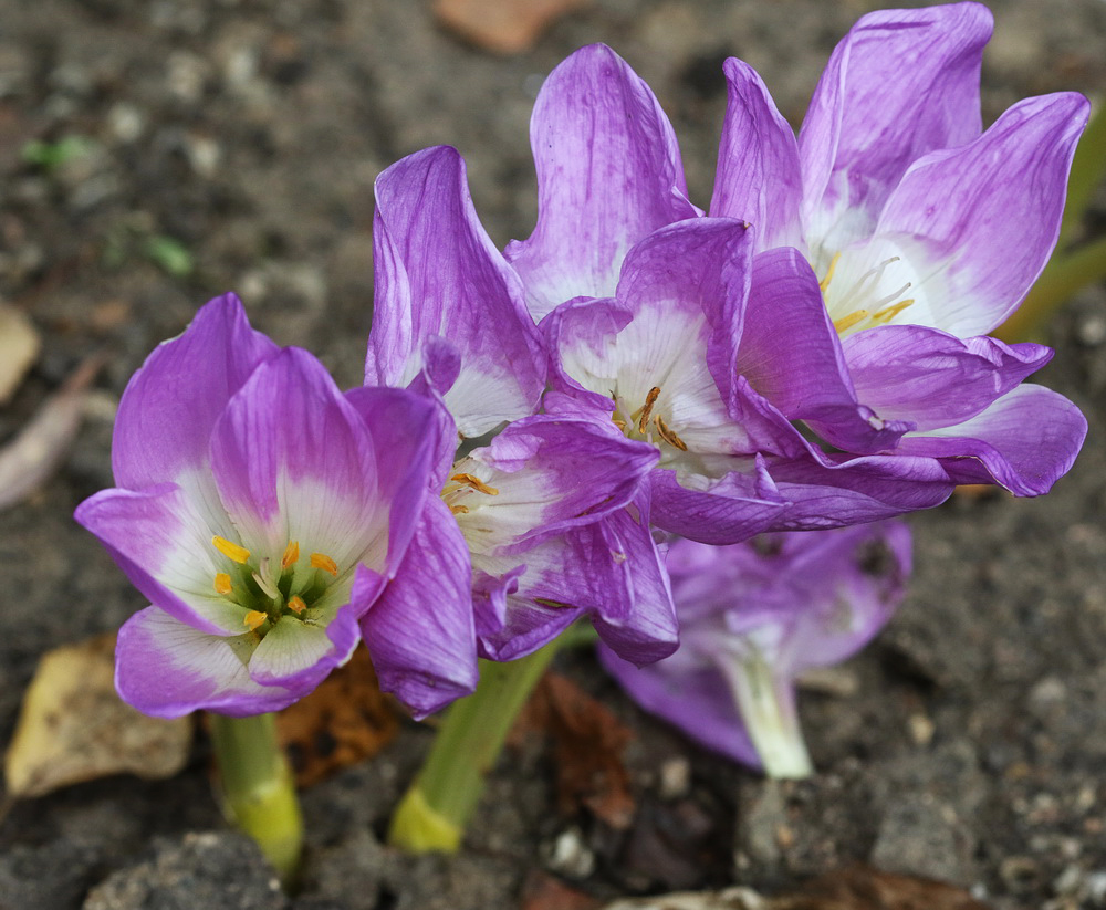 Изображение особи Colchicum speciosum.