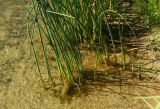 Schoenoplectus lacustris