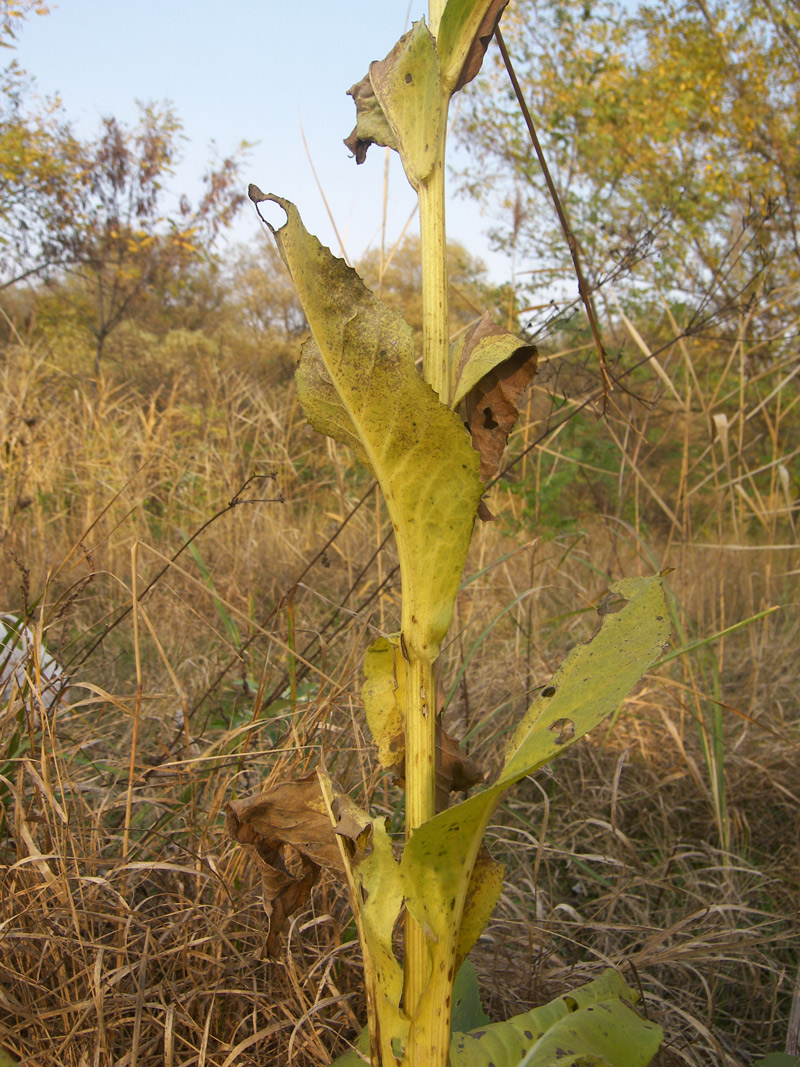 Image of Senecio macrophyllus specimen.