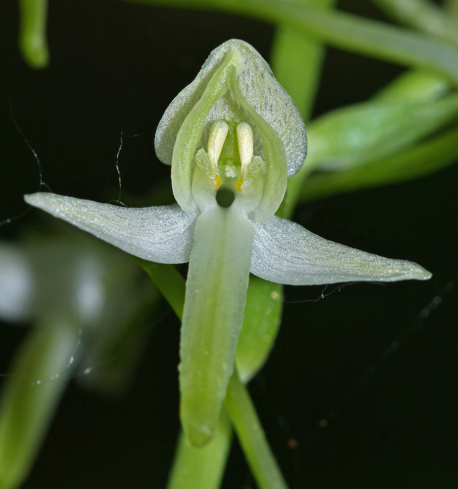Изображение особи Platanthera × mixta.