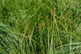 Carex spicata