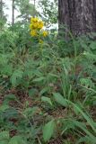 Solidago virgaurea