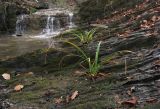 Carex pendula. Вегетирующие растения. Краснодарский край, м/о г. Новороссийск, северный склон горы Сахарная Голова, глубокая балка с ручьём в тенистом дубово-грабовом лесу, ≈ 300 м н.у.м., скальное обнажение. 10.12.2017.