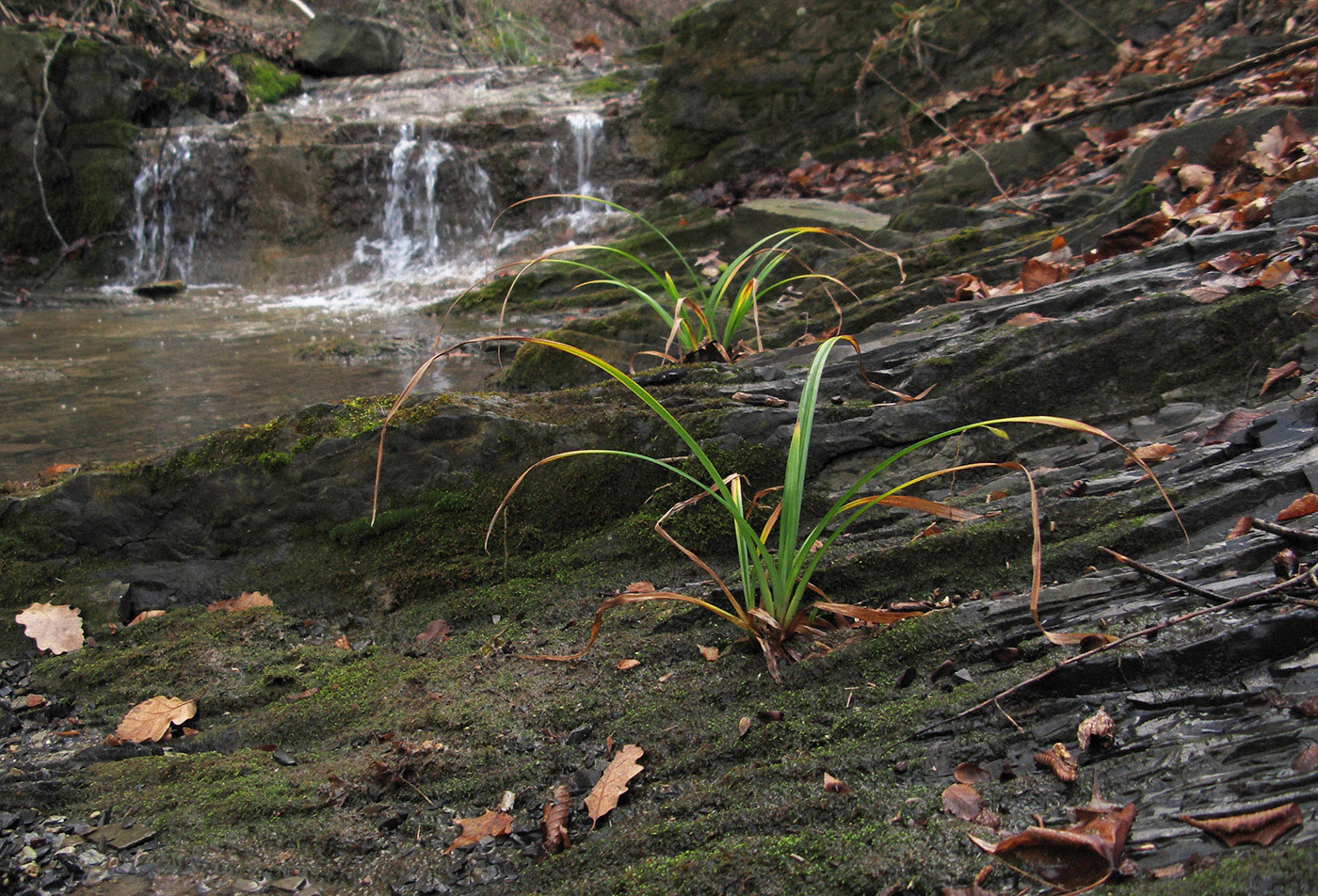 Image of Carex pendula specimen.