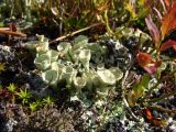 genus Cladonia. Первичные и вторичные слоевища с апотециями. Западный Саян, Ергаки. Август 2007 г.