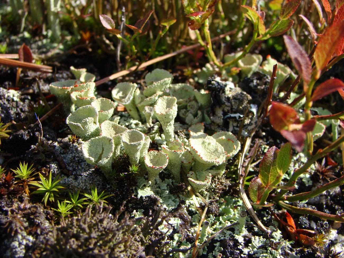 Изображение особи род Cladonia.