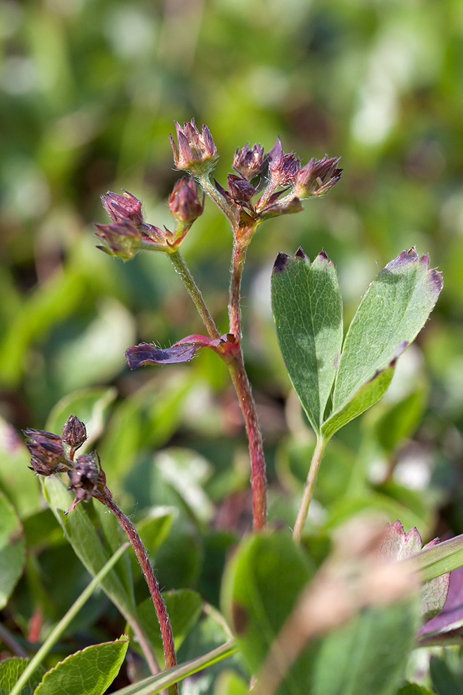 Image of Sibbaldia procumbens specimen.