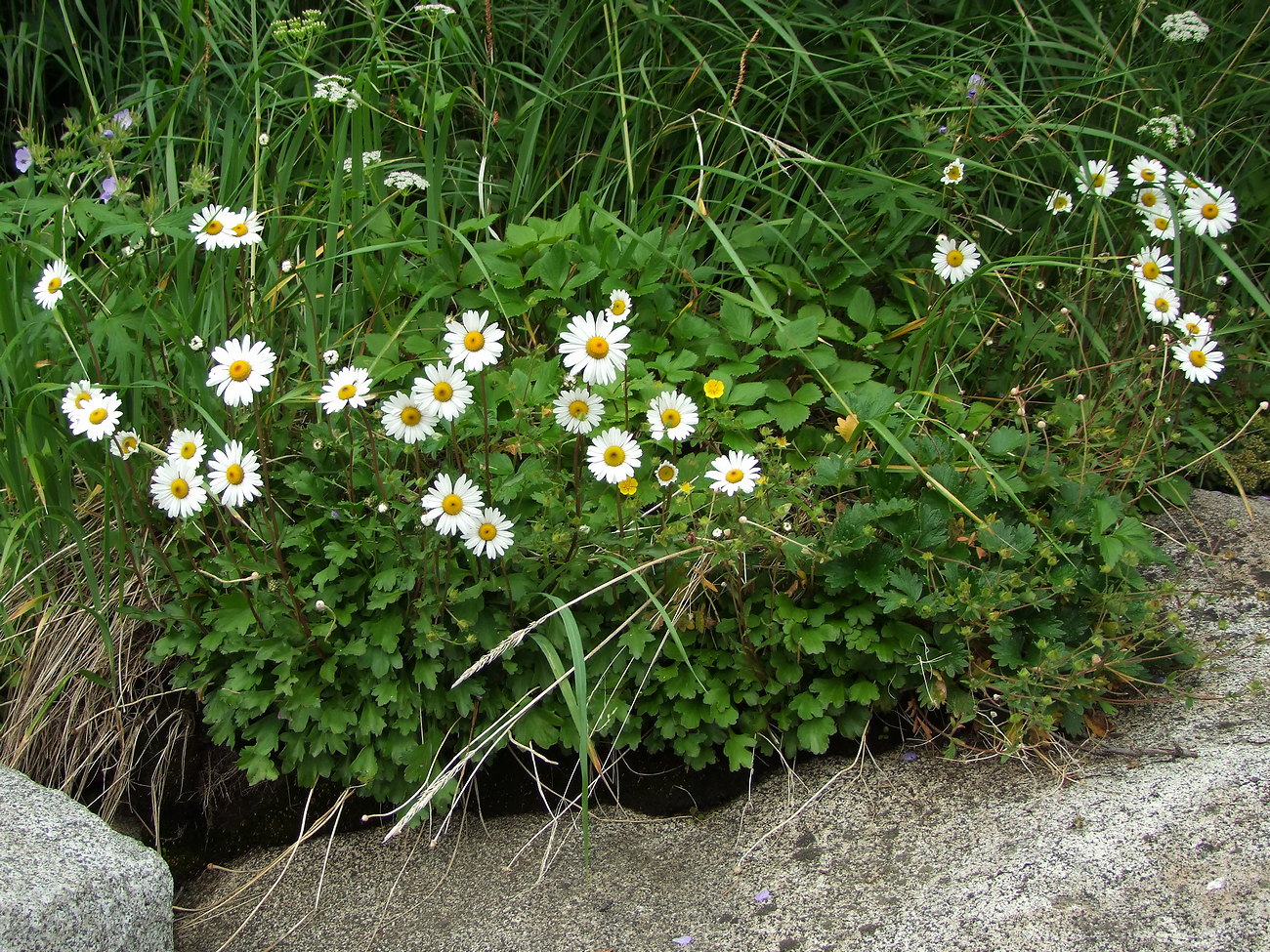Image of Arctanthemum arcticum specimen.