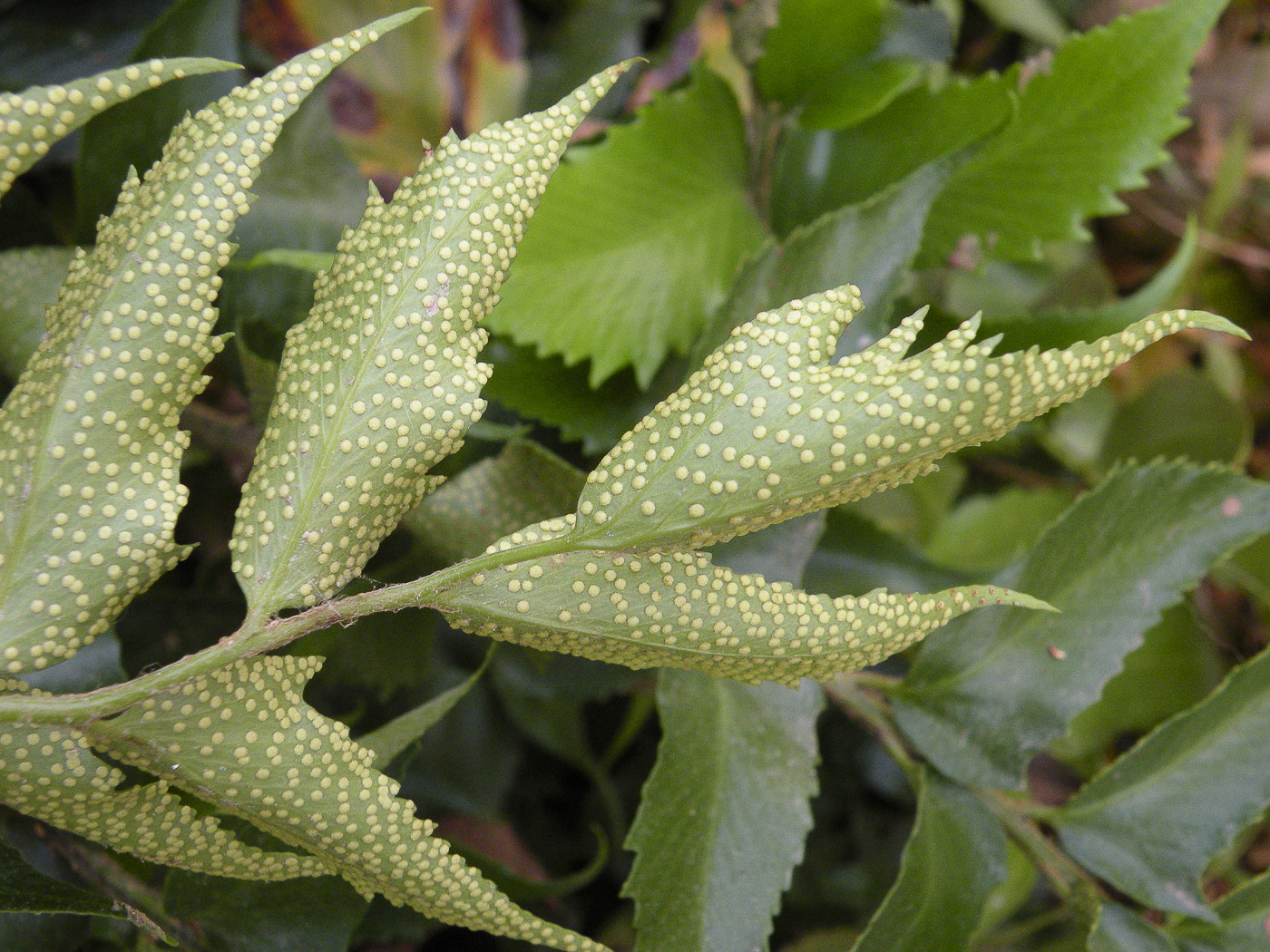 Image of Cyrtomium falcatum specimen.