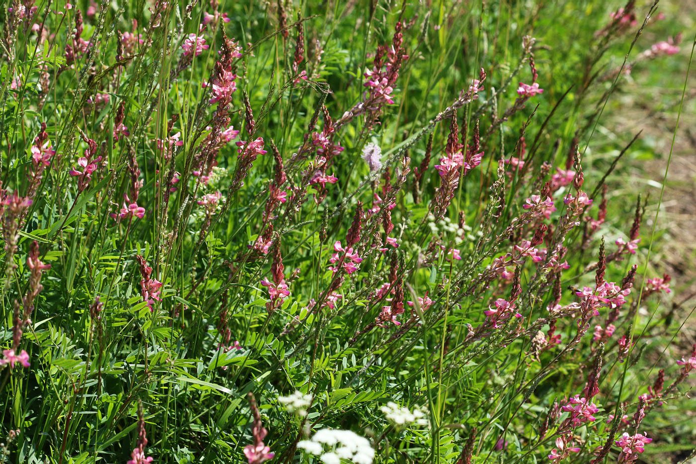 Изображение особи Onobrychis sibirica.