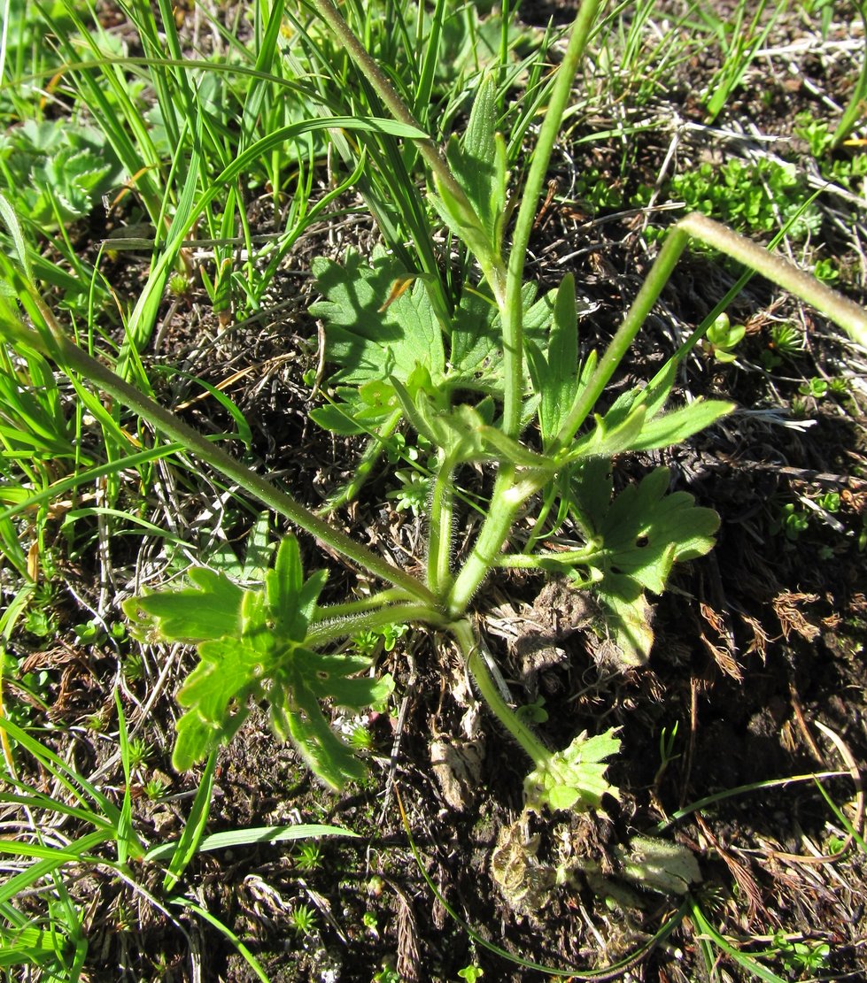 Изображение особи Ranunculus balkharicus.