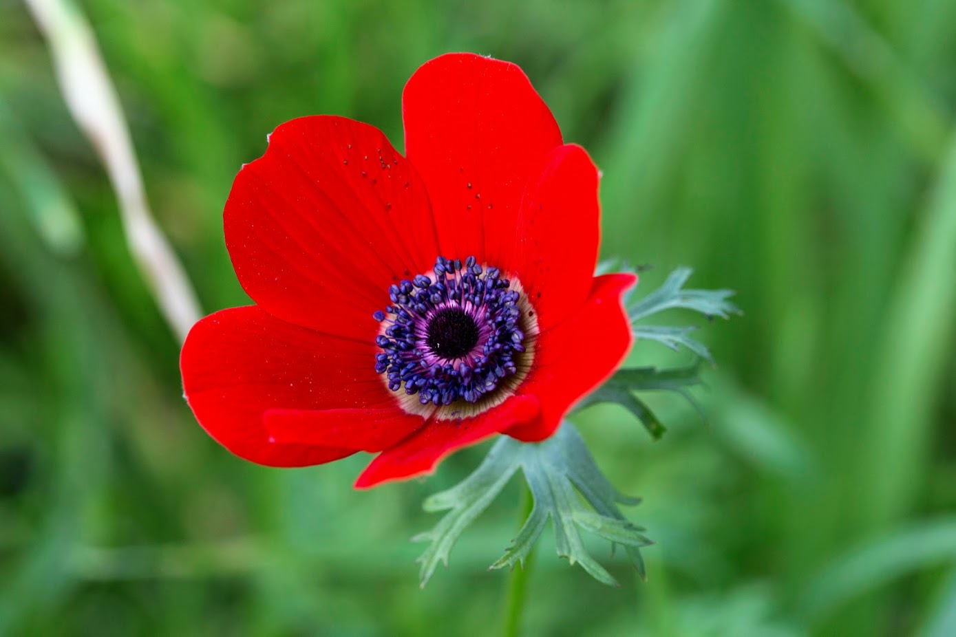 Image of Anemone coronaria specimen.