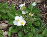 Fragaria campestris. Цветущее растение на горном склоне. Северная Осетия, Куртатинское ущелье. 06.05.2010.