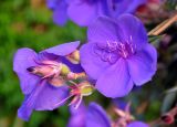 Tibouchina urvilleana. Цветки. Малайзия, Камеронское нагорье, г. Бринчанг, ≈ 1400 м н.у.м., в культуре. 03.05.2017.