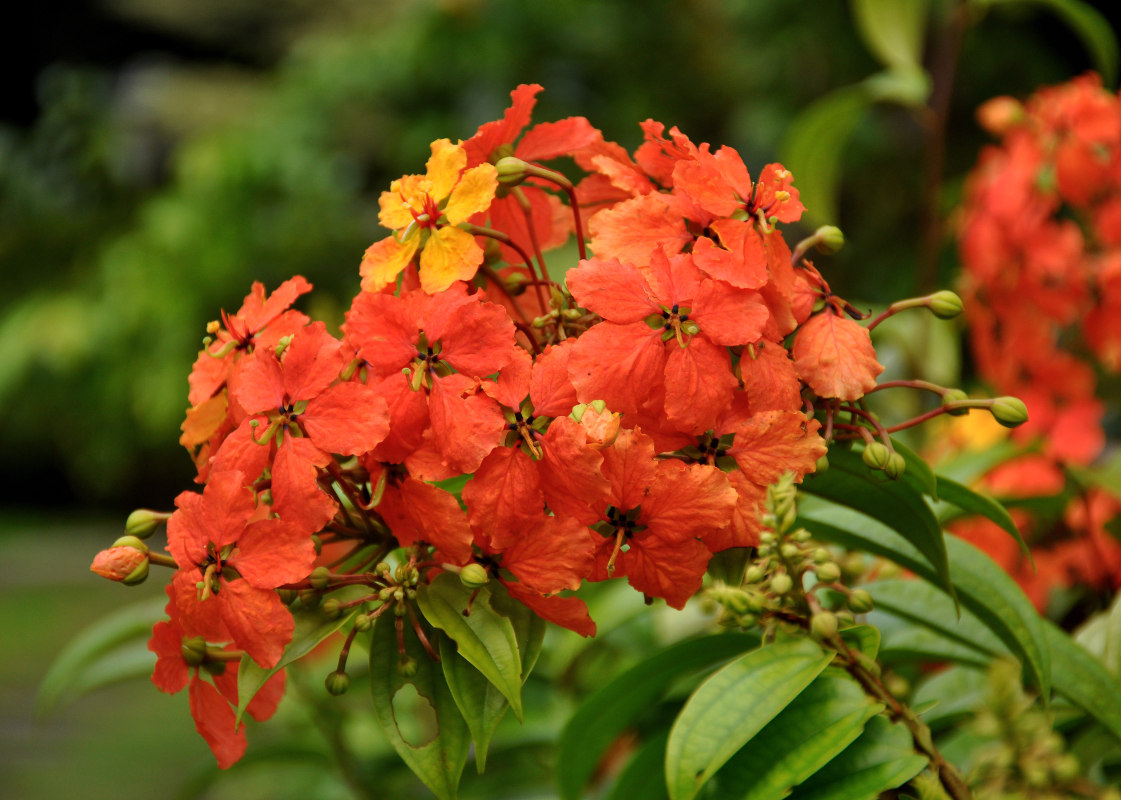 Изображение особи Bauhinia kockiana.