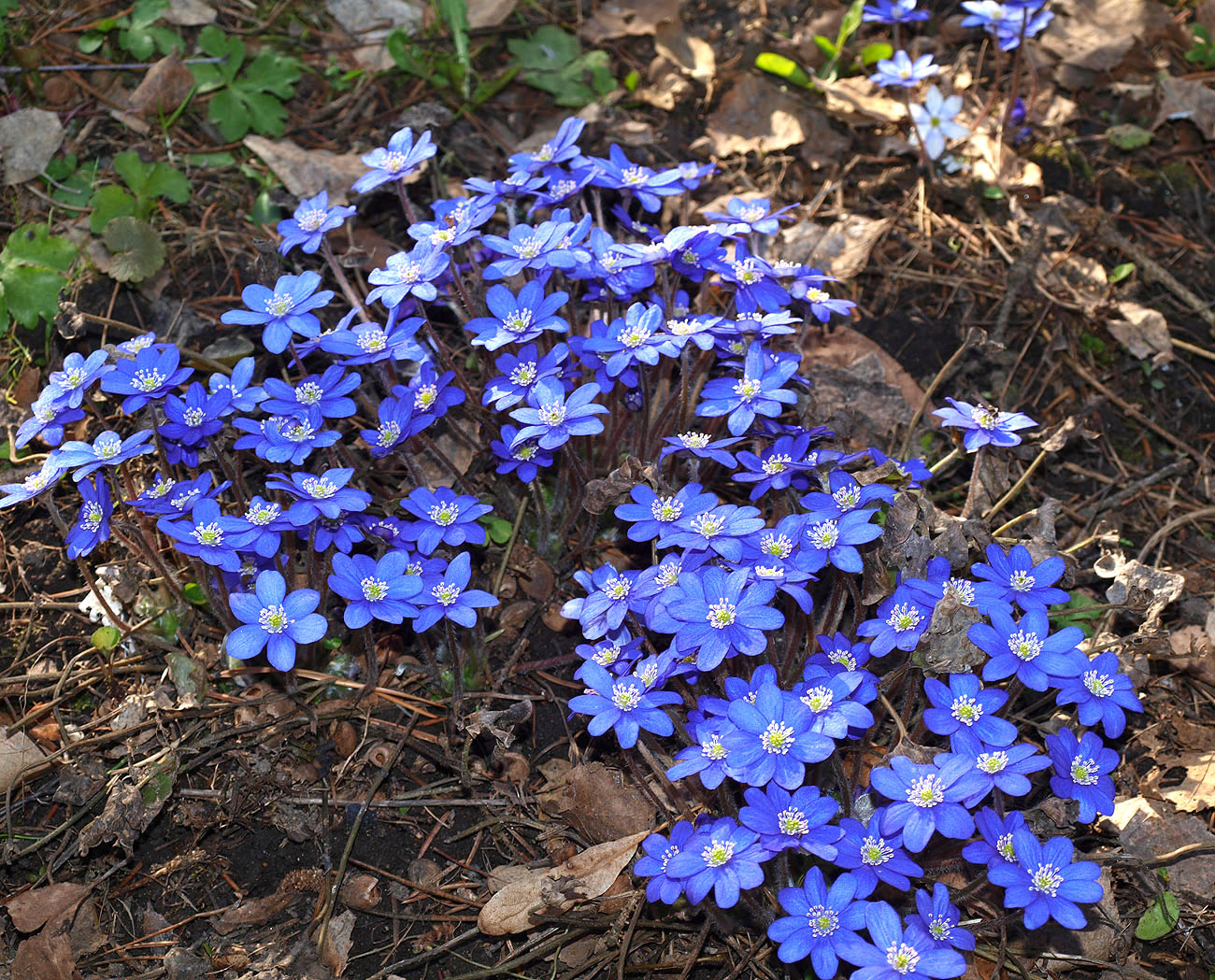 Image of Hepatica nobilis specimen.