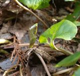 Asarum canadense. Побег текущего года. Москва, Воробьёвы горы, Ботанический сад МГУ, альпинарий, в культуре. 24.04.2018.