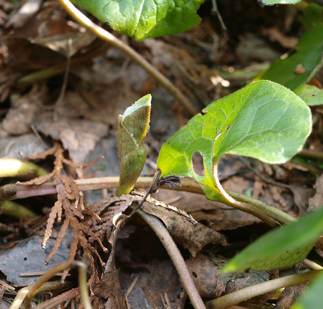 Изображение особи Asarum canadense.