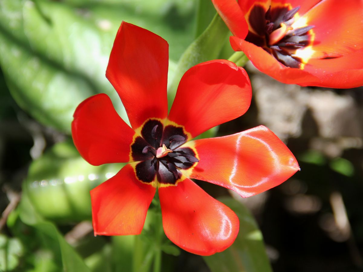 Image of Tulipa fosteriana specimen.