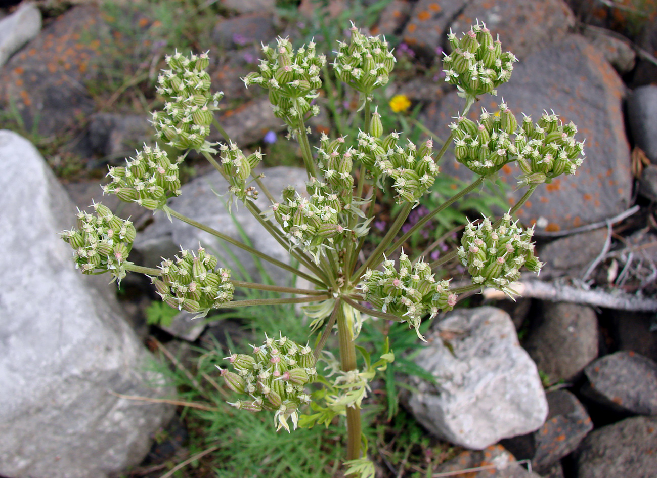 Image of Pleurospermum uralense specimen.