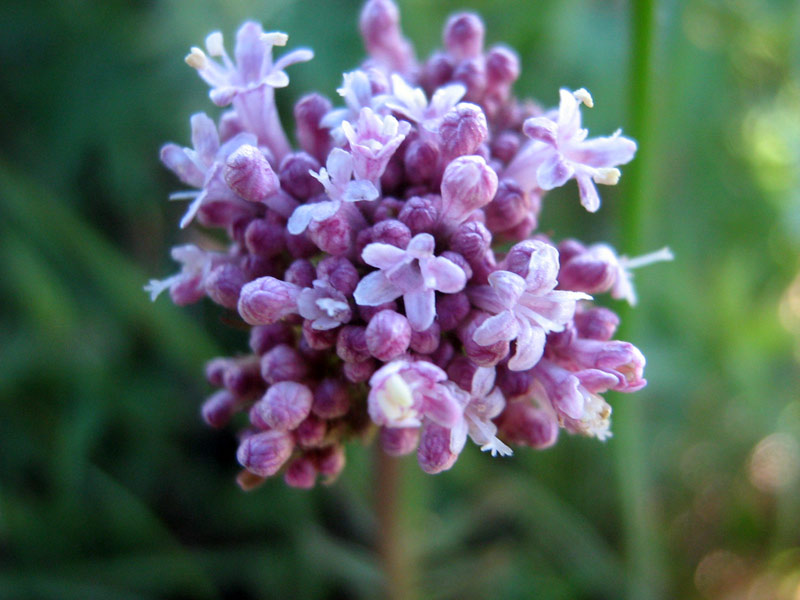 Изображение особи Valeriana dubia.
