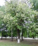 Robinia pseudoacacia. Цветущее дерево. Краснодарский край, г. Тихорецк, в озеленении. 13.05.2018.