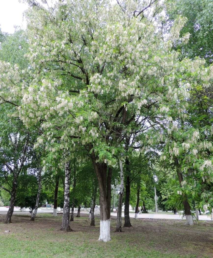 Изображение особи Robinia pseudoacacia.