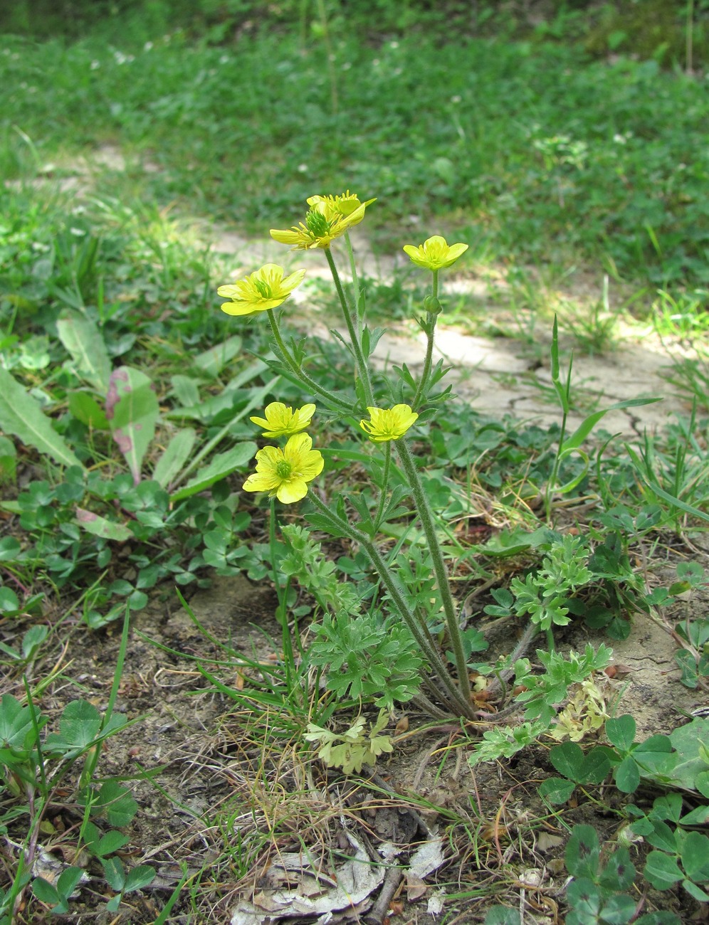 Изображение особи Ranunculus oxyspermus.