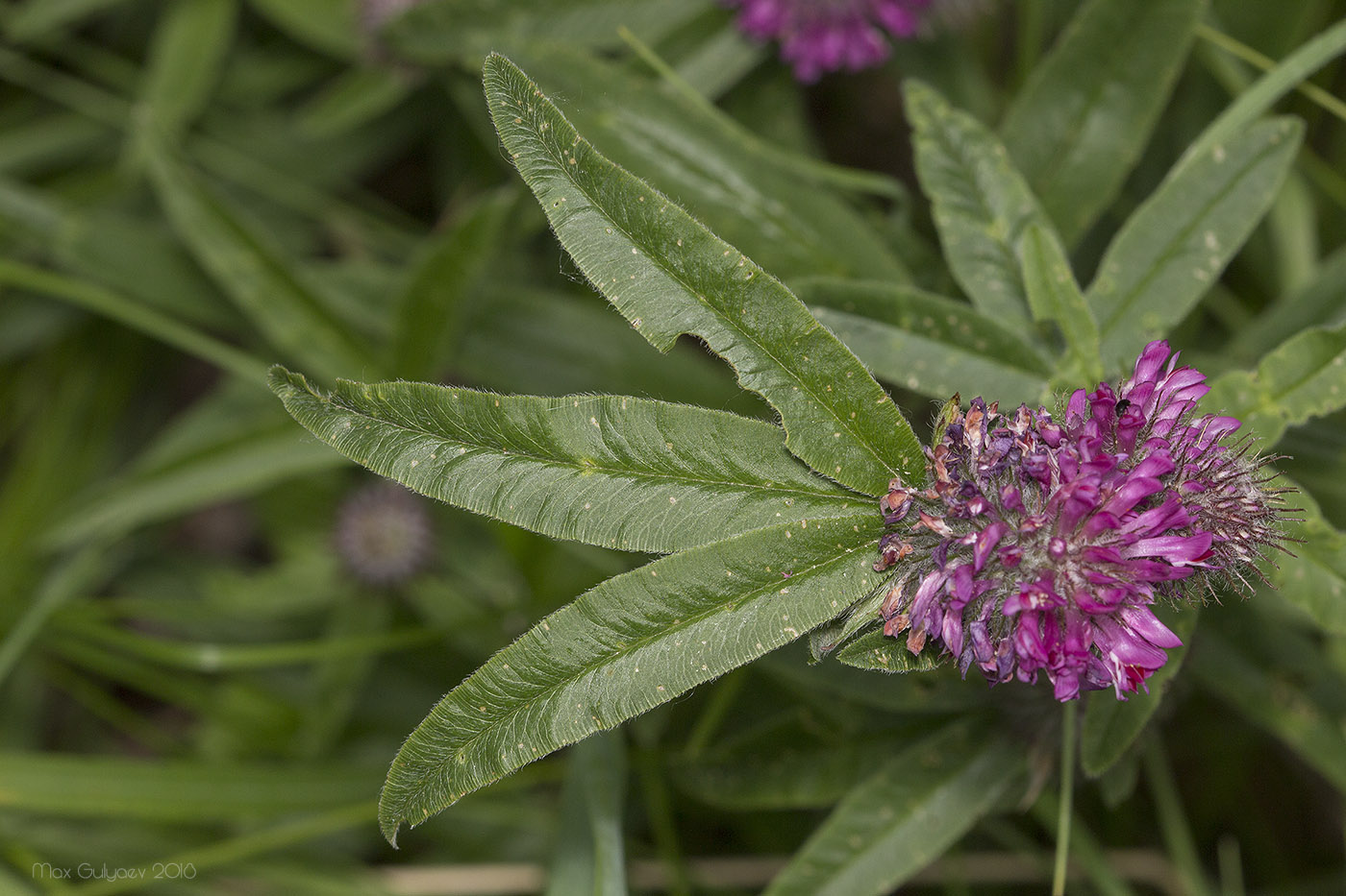 Изображение особи Trifolium alpestre.